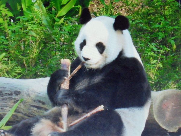 panda à Taiwan